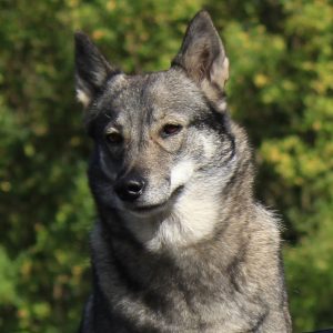 Finja
