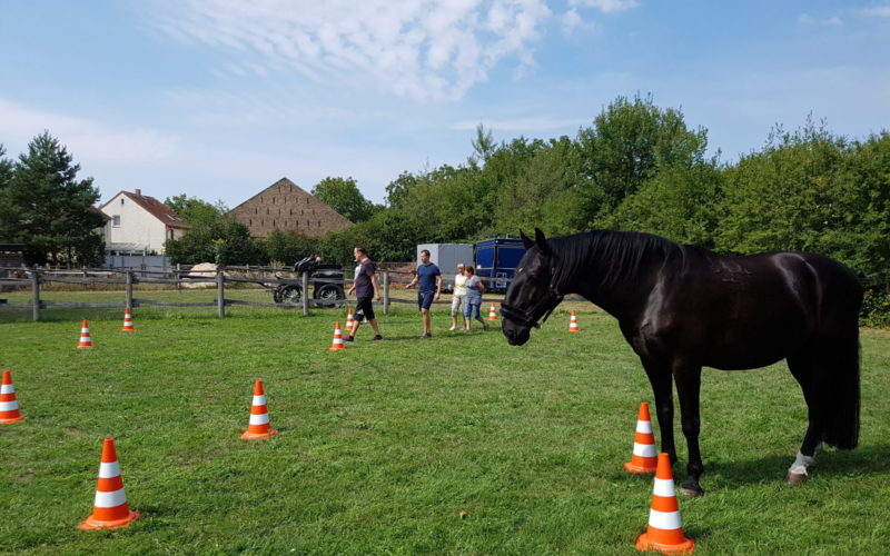 Pferdegestütztes Coaching für Führungskräfte