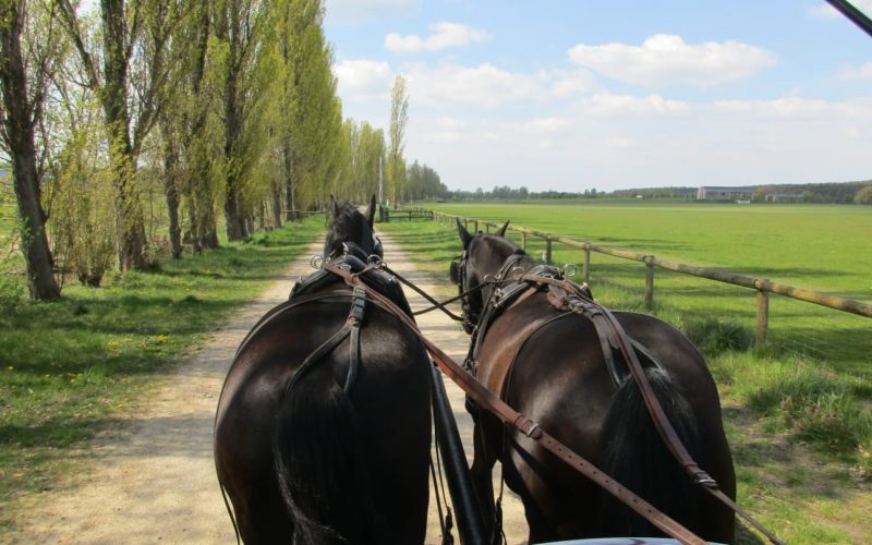 Pferdegestütztes Coaching im Havelland - Entschleunigung