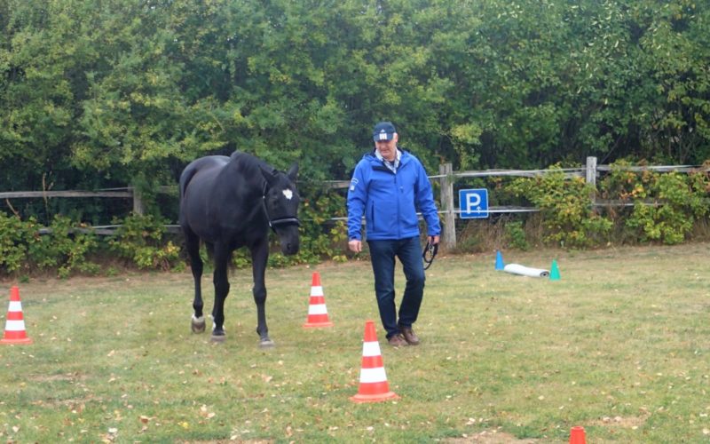 Führungseigenschaften - Pferdegestütztes Coaching für Führungskräfte