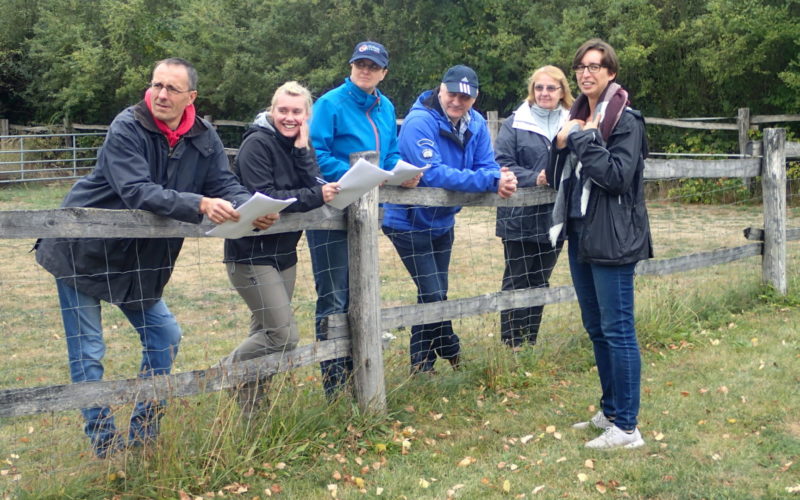 Teamarbeit - Pferdegestütztes Coaching für Führungskräfte